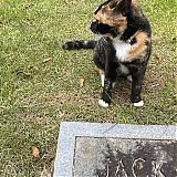 Filename=0401.jpg
Filesize=687KiB
Dimensions=1440x1781
Date added=Jan 03, 2023 0401.jpg